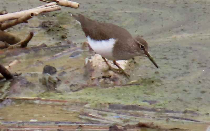 Common Sandpiper